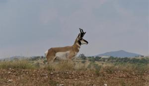 Antelope at the Empire Ranch