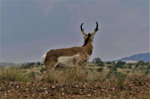antelope looking afar